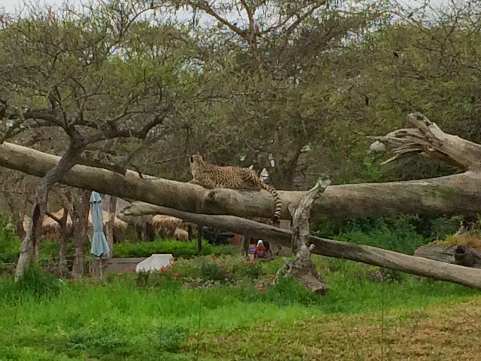 how to translate a website in safari iphone