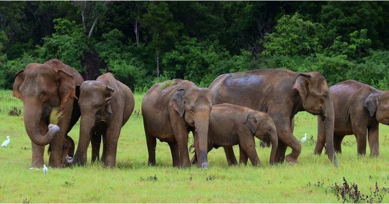 Sinhala rachana download image