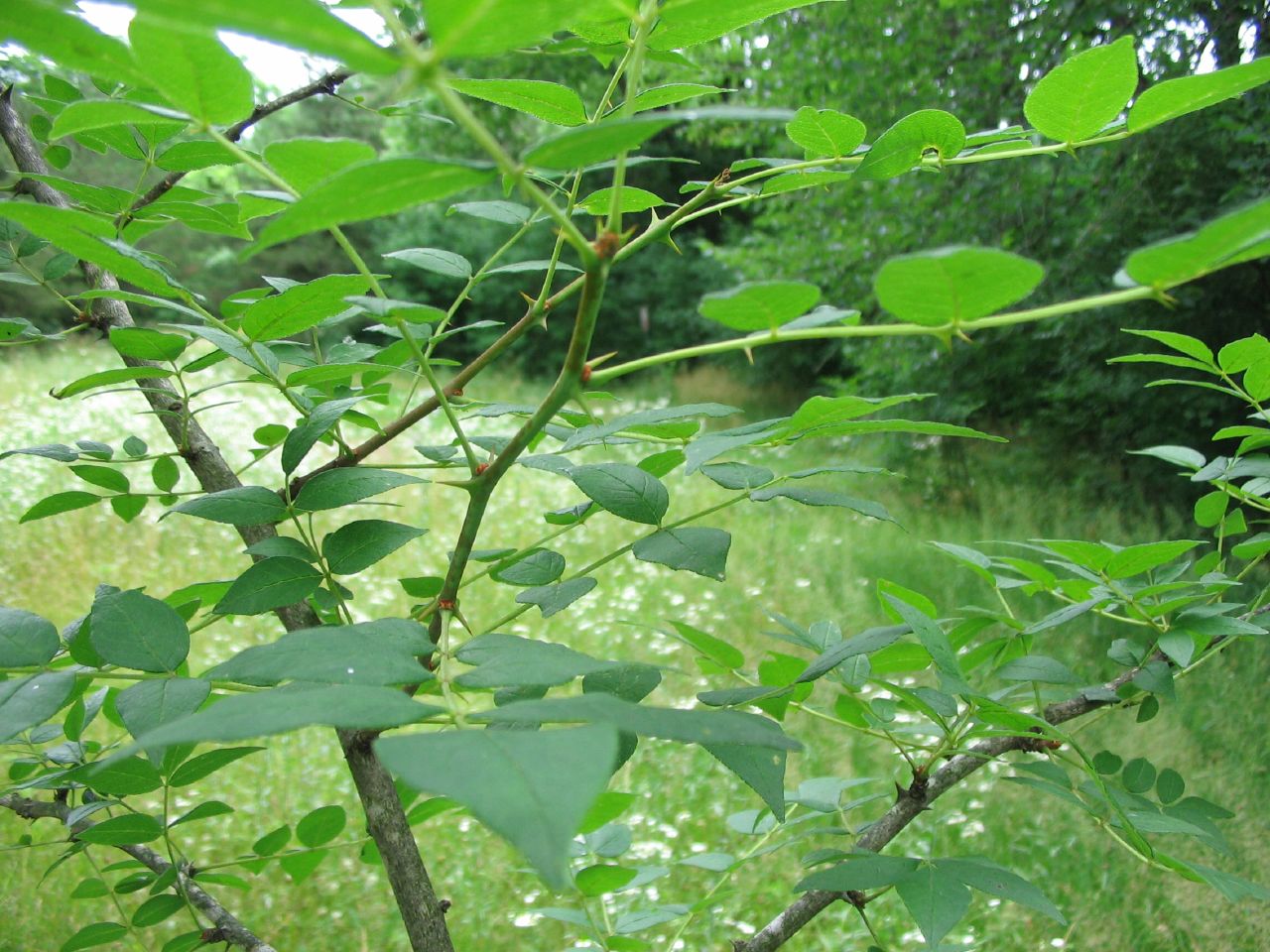 Creators Garden Prickly Ash