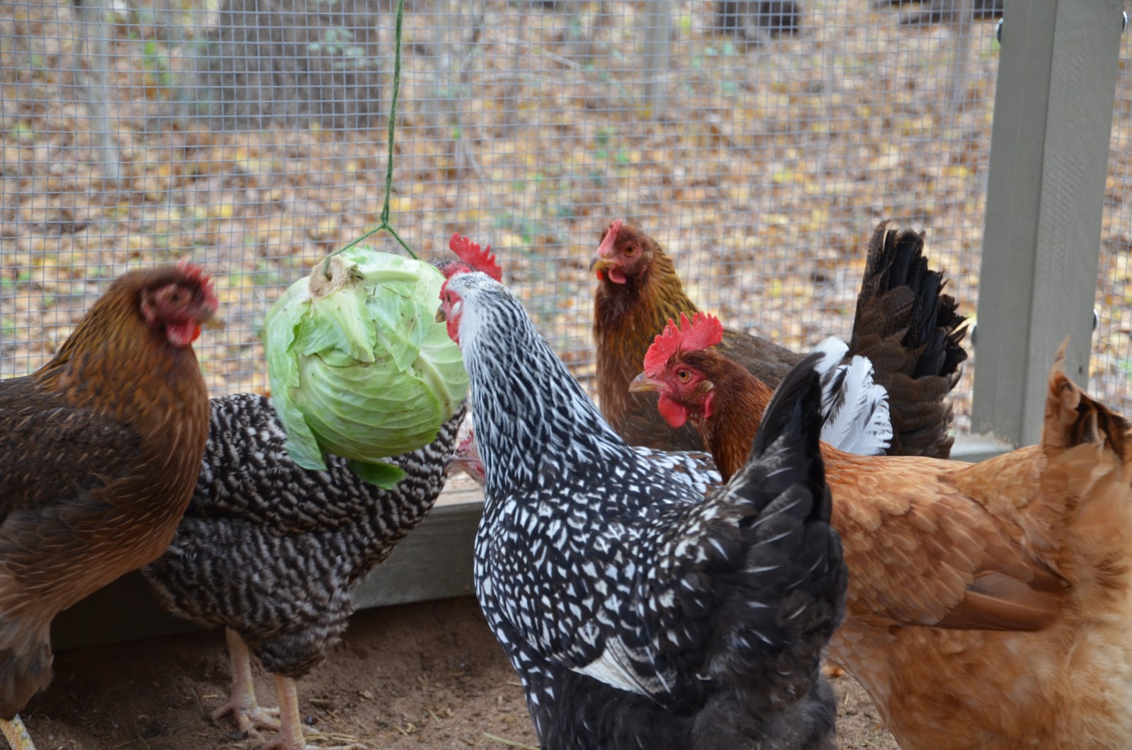 Garden Ally Chicken Tetherball Tournament