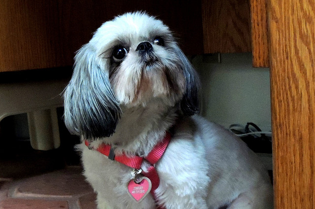 Como o seu Shih tzu se sente quando você vai trabalhar