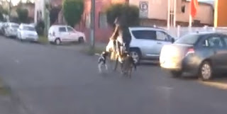 A pesar que hay ley que regula la Tenencia Responsable De Mascotas "Perros callejeros" en Lautaro siguen siendo un peligro y ordenanzas de tenencia responsable de mascotas no son aplicadas.