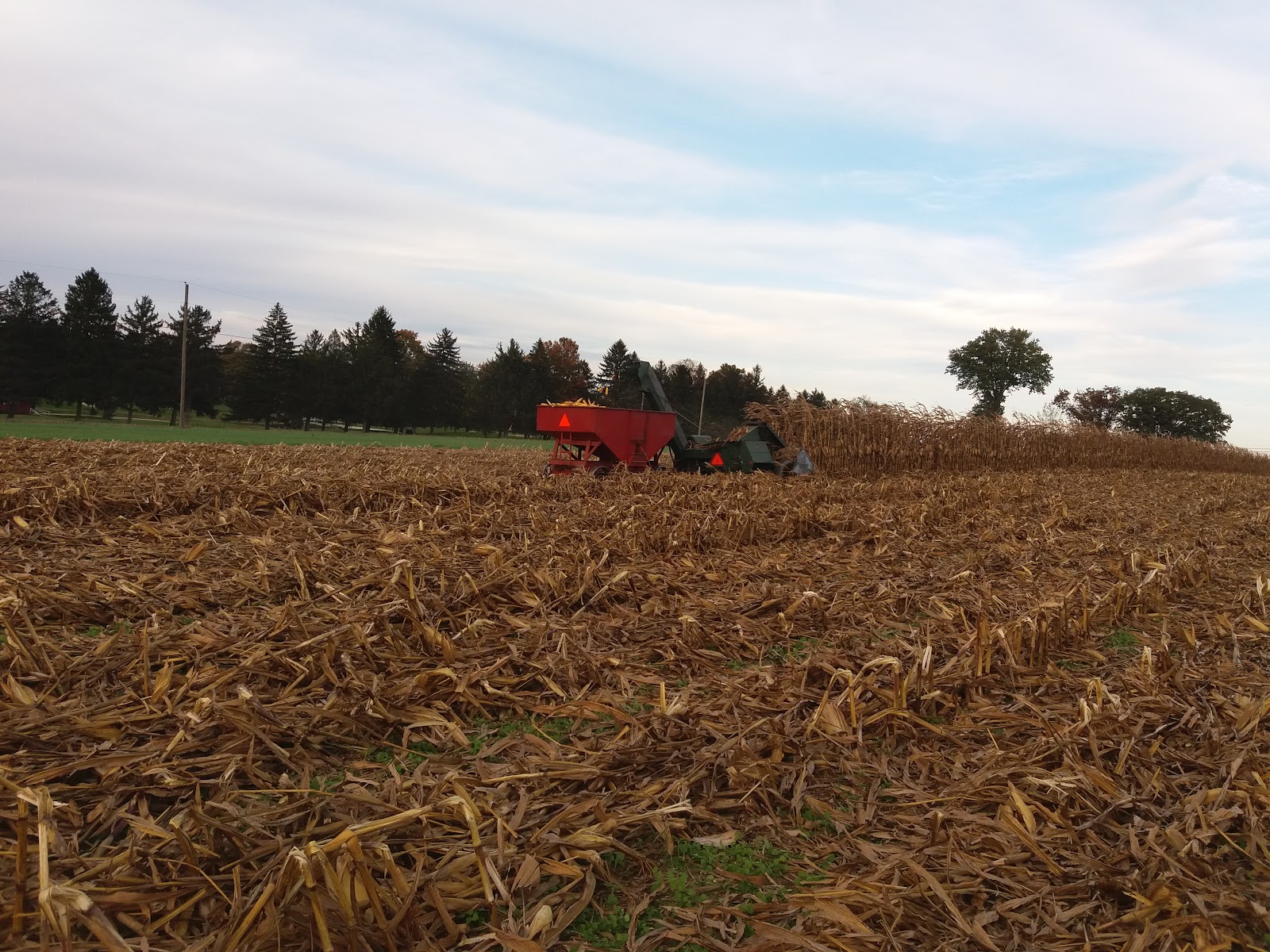 Happily married...to the cows! Filling the Corn Crib...