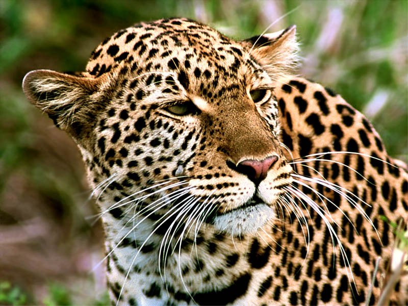 WildLife: Amur Leopard Most Dangerous Animal