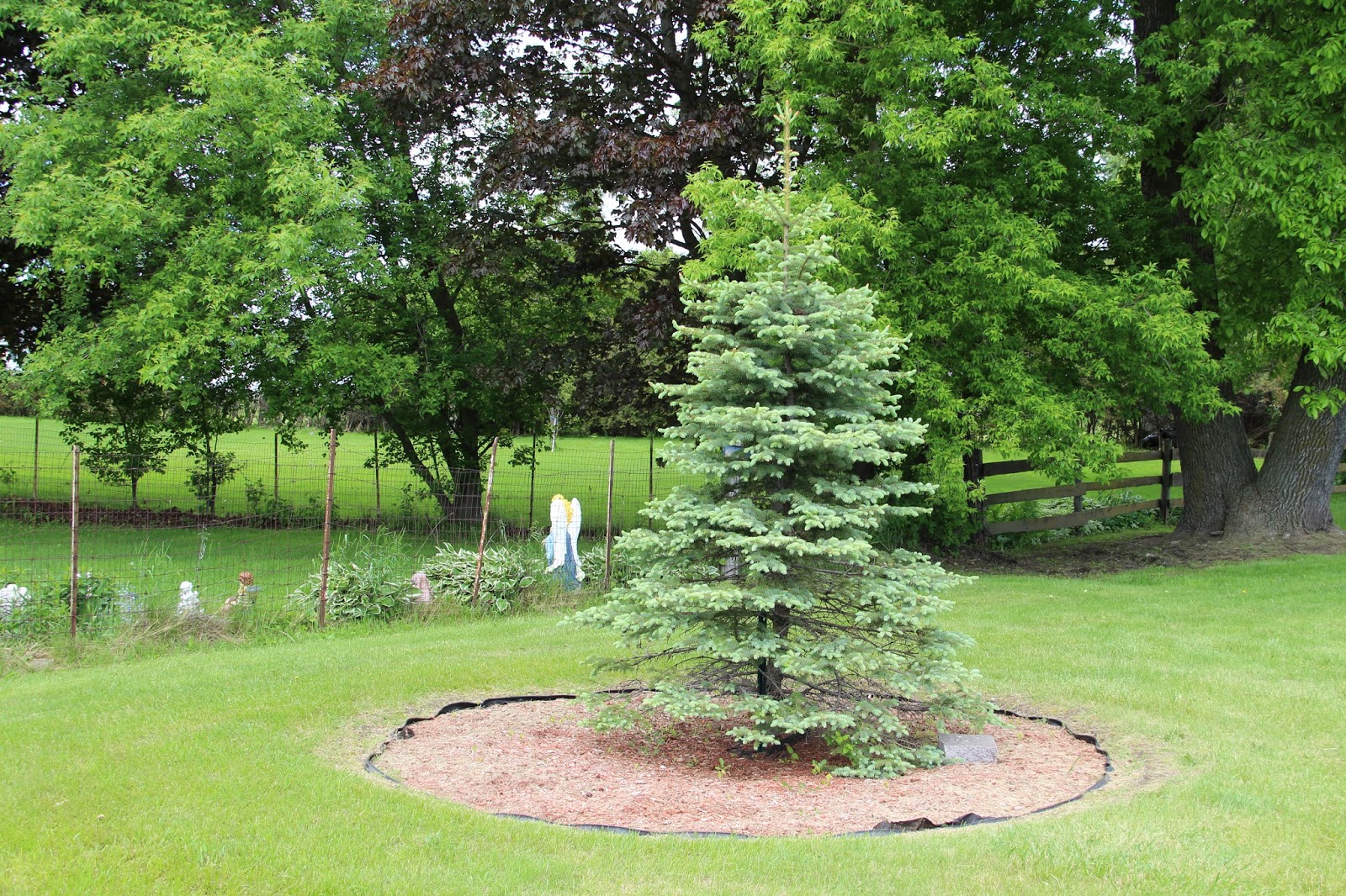 Memorials in Ottawa A. J. Gillis Memorial Tree