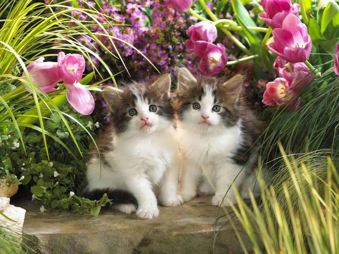 Beautiful Cats Wallpapers Hd Google Hd Images