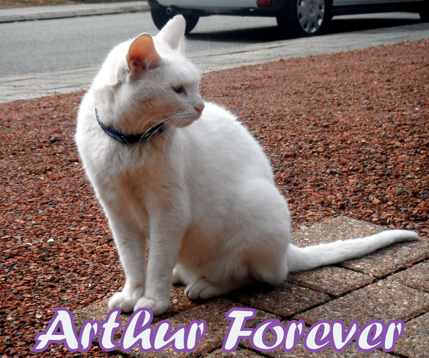 Arthur Forever