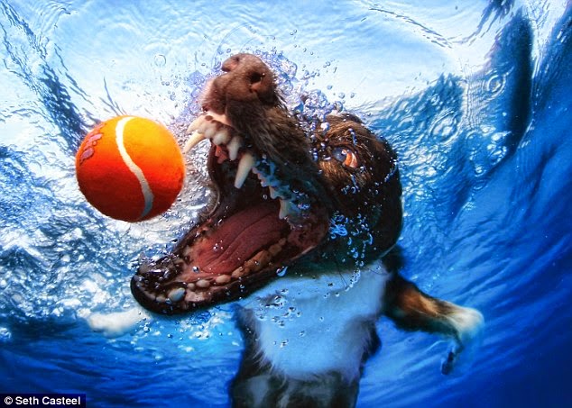 DOGS SWIMMING UNDERWATER