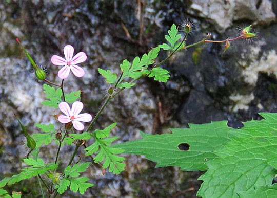 Bodziszek cuchnący (Geranium robertianum L.). Bodziszek cuchnący (Geranium robertianum L.).