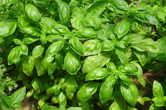 basil-lots.jpg
