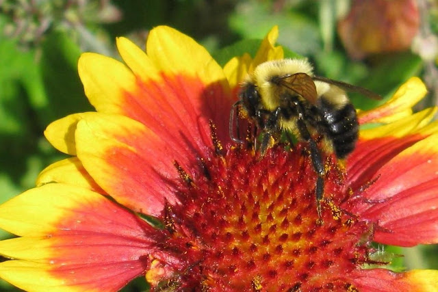 honey bee on blanket flower