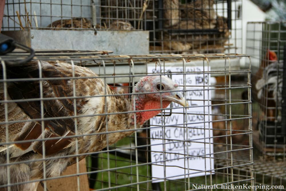 Natural Chicken Keeping The Chicken Swap Meet