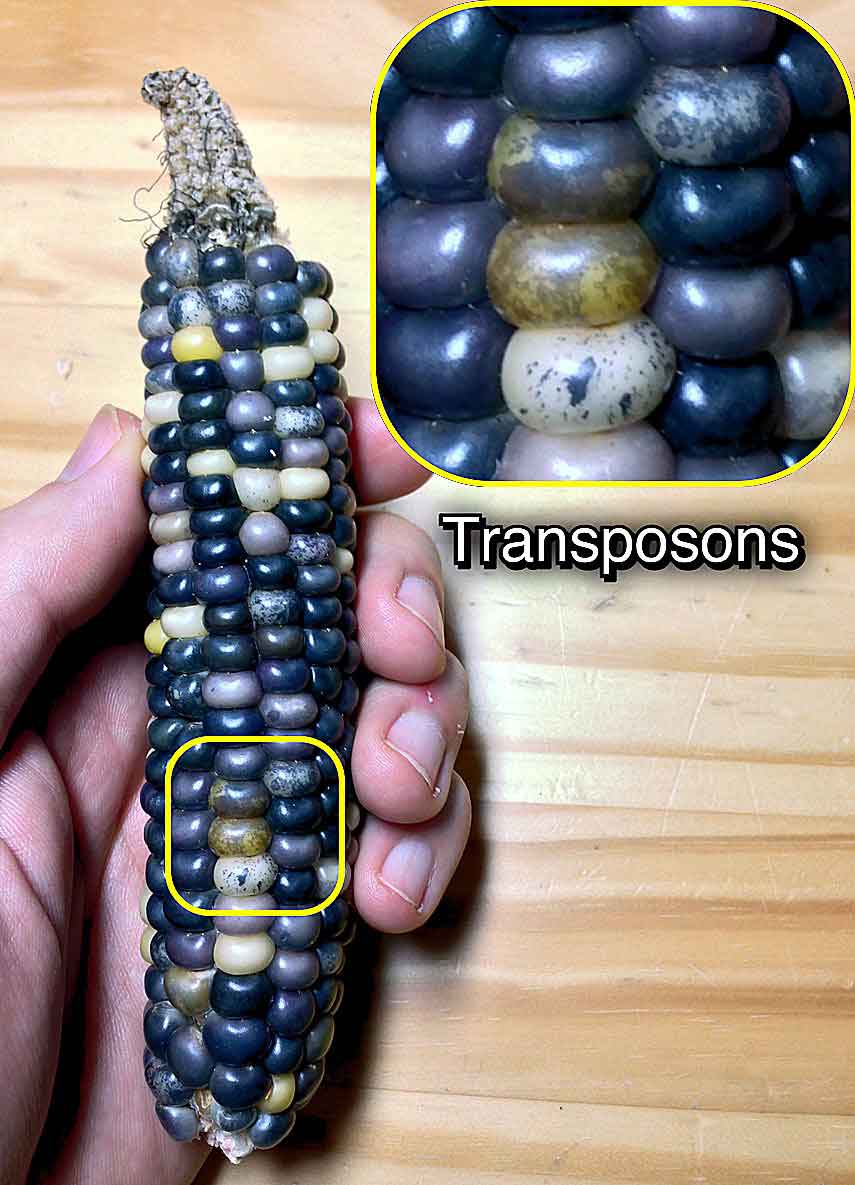 Transposable Elements Jumping Genes Swami Vivekanand Govt P