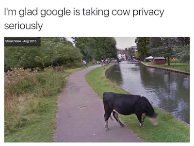 google earth street view blurred face google blurred face of a cow