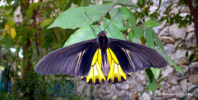 Golden Birdwing, Troides aeacus. JARDÍN DE MARIPOSAS, BANGKOK. TAILANDIA