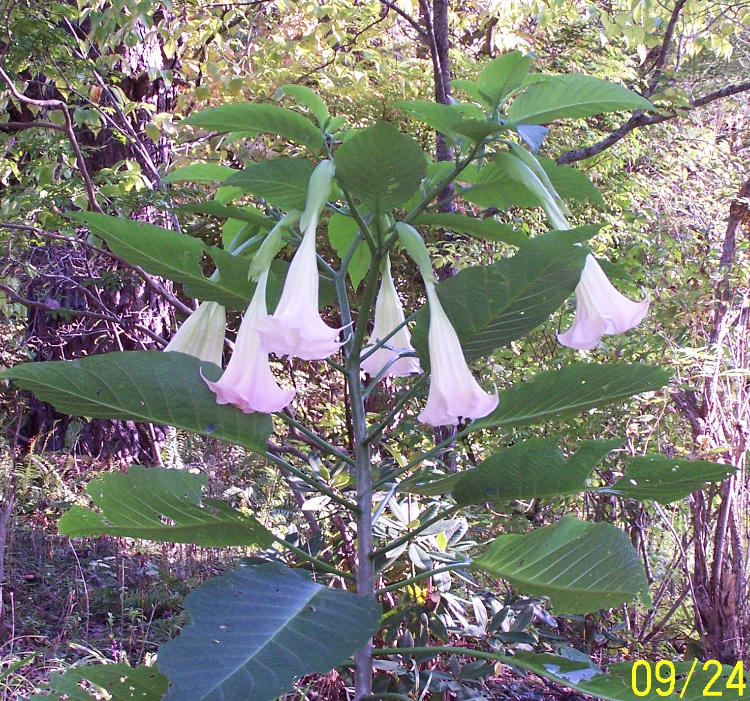Jean the Plant Lady Angel Trumpets Again