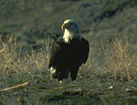 Endangered New Jersey: NJ Bald Eagle Nesting Pairs Passes 100