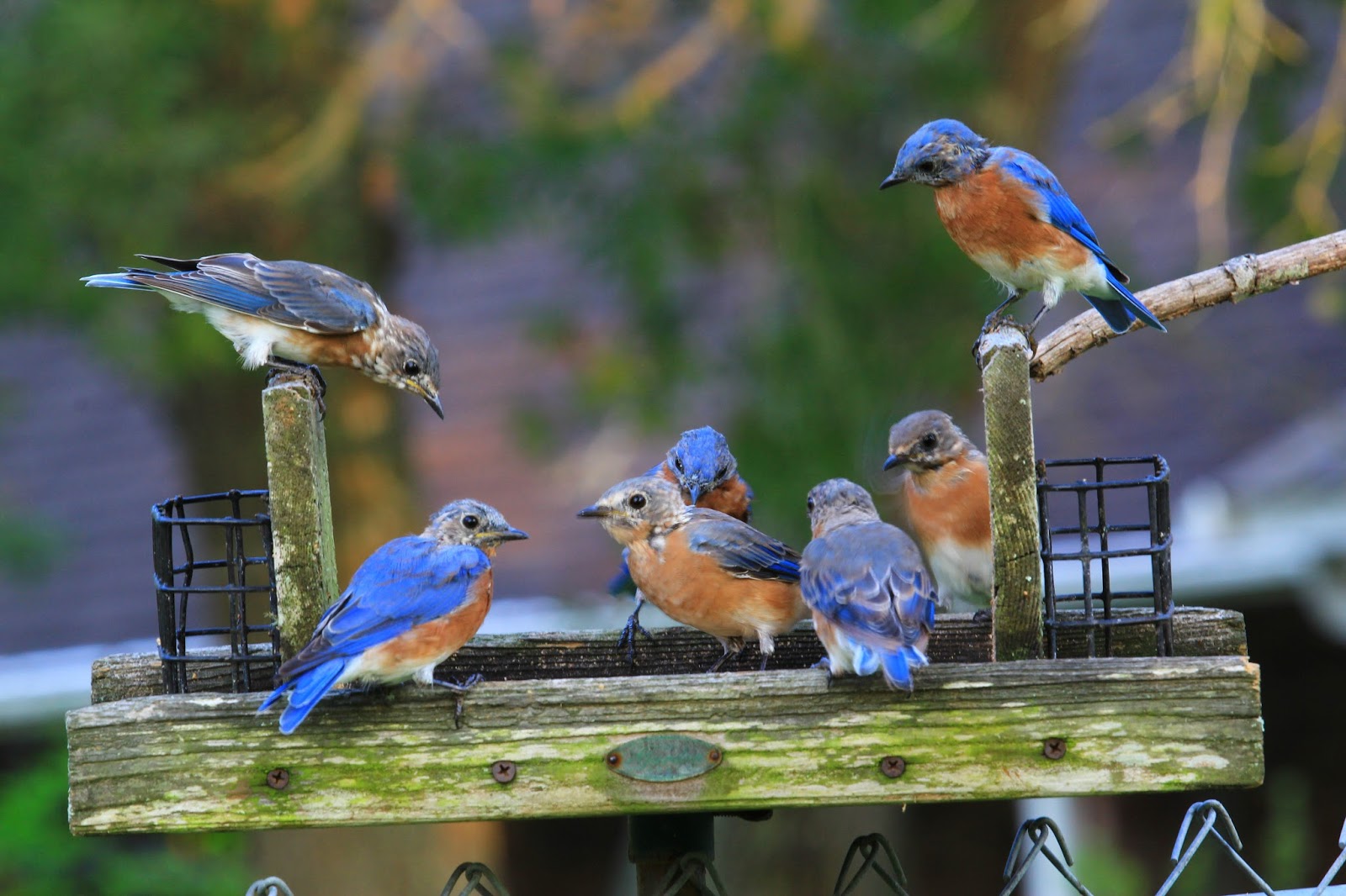 Along Slap Out Gully Bluebirds of happiness and mealworms