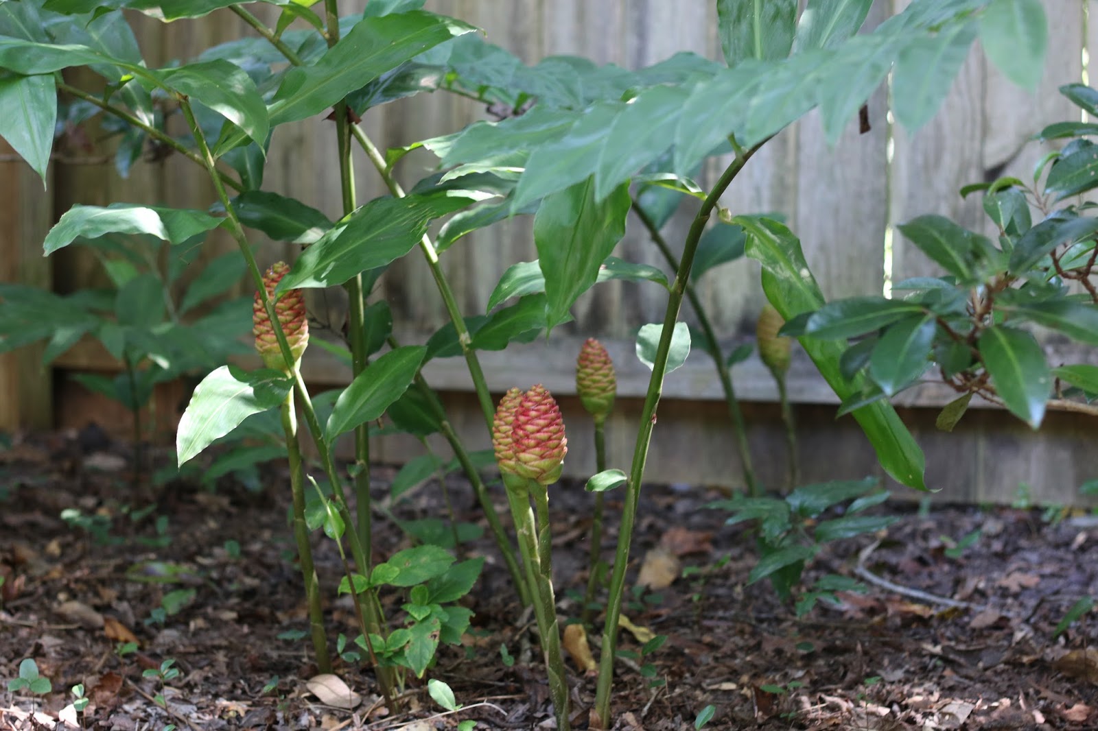 Late Summer Garden Living With Thanksgiving