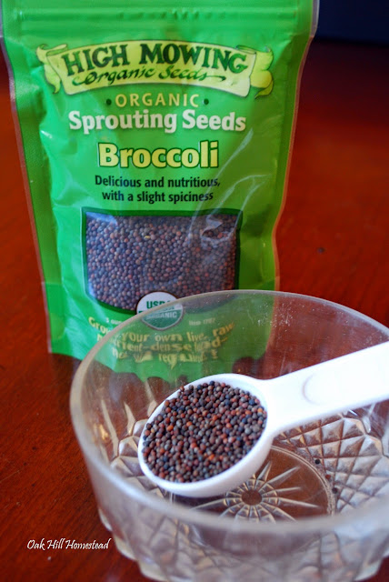 How to grow broccoli sprouts indoors for fast, nutritious food.