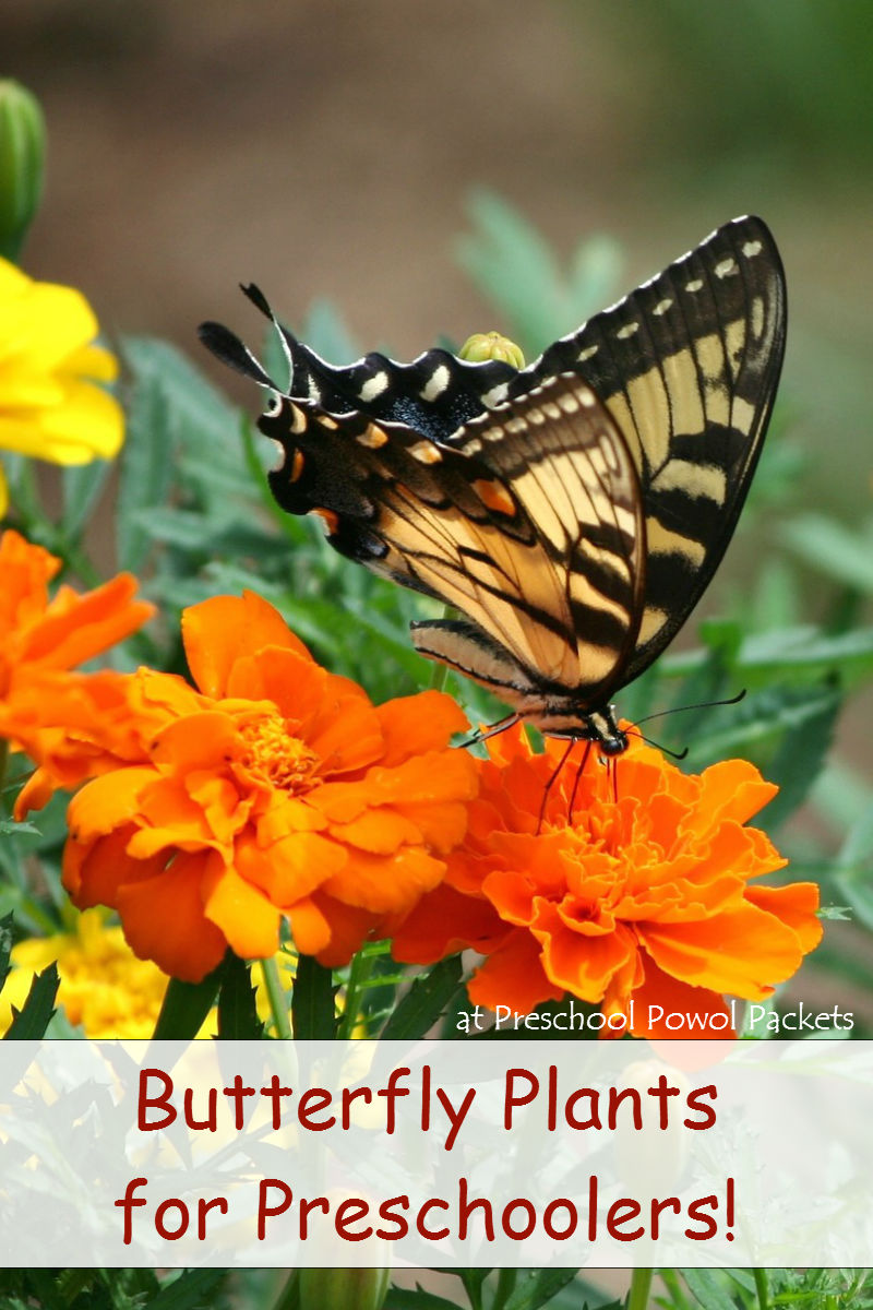 Butterfly Plants for Preschoolers Preschool Powol Packets