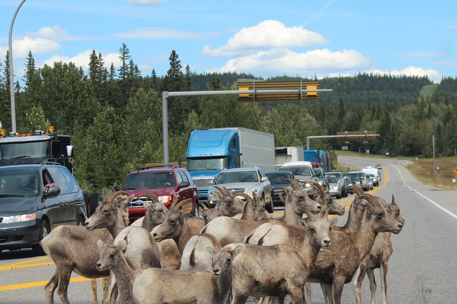 Funny picture of mountain goats stuck in traffic. Funny picture of mountain goats stuck in traffic.