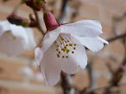 Prunus mume