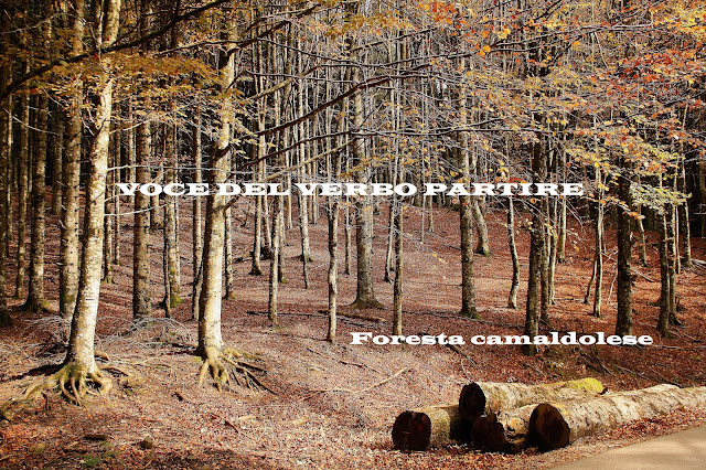 FOLIAGE NELLE FORESTE CASENTINESI