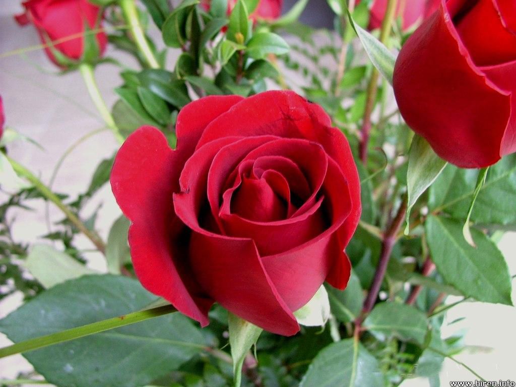 Free Flowers Photo And Wallpapers: rose flower wallpapers, new red rose