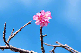 Single cherry blossom reaching the sky