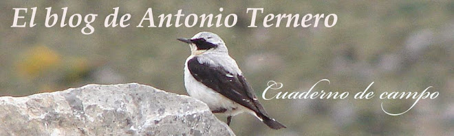 El Blog de Antonio Ternero