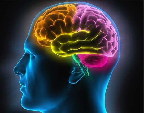 Ini 10 Fakta Menarik Tentang Otak