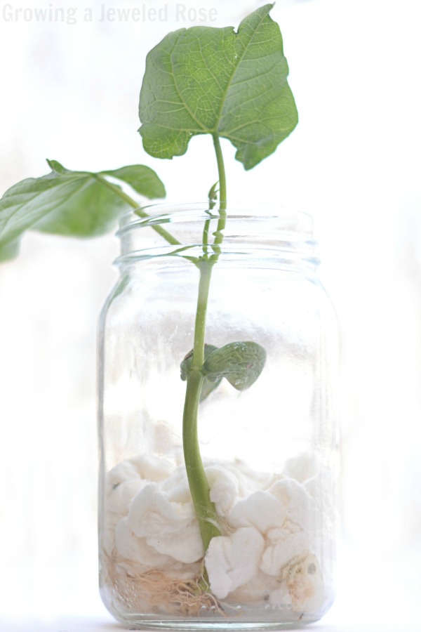 COOL KID SCIENCE: Grow a bean in a jar