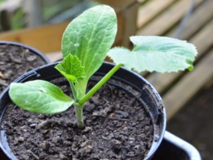 HOW TO GROW COURGETTES FROM SEED The Garden of Eaden