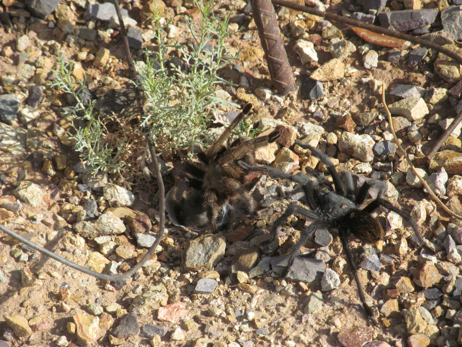 emerging female tarantula mating ritual of tarantulas