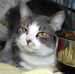 5/14 BELLA STILL NEEDS YOU4/19/11 Bellaluna still needs rescue, adopter or local  foster. Read More