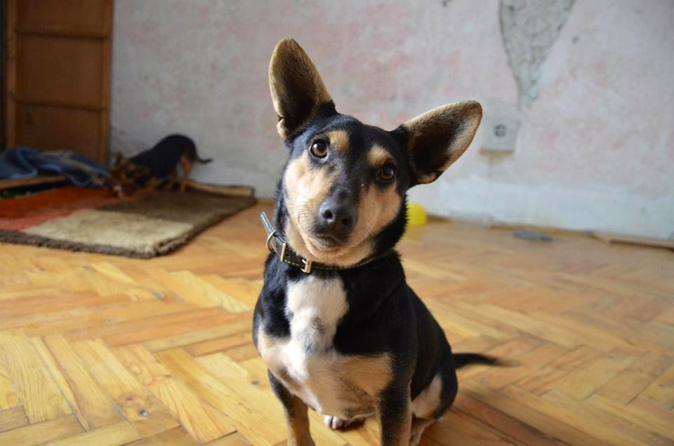 Male Adult Rescue Dogs for Adoption Grim 2 year old JagdTerrier