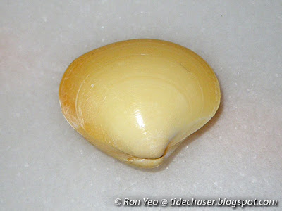 Yellow Pitar Venus Clam (Pitar citrinus)