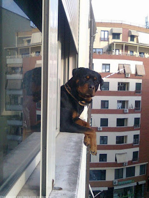 Witziger Hund schaut aus dem Fenster lustig Witziger Hund schaut aus dem Fenster lustig