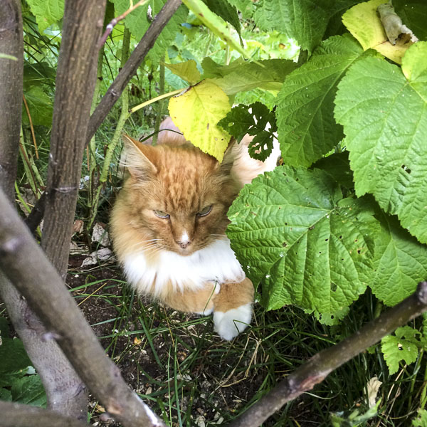 gustav, buske gustav, buske