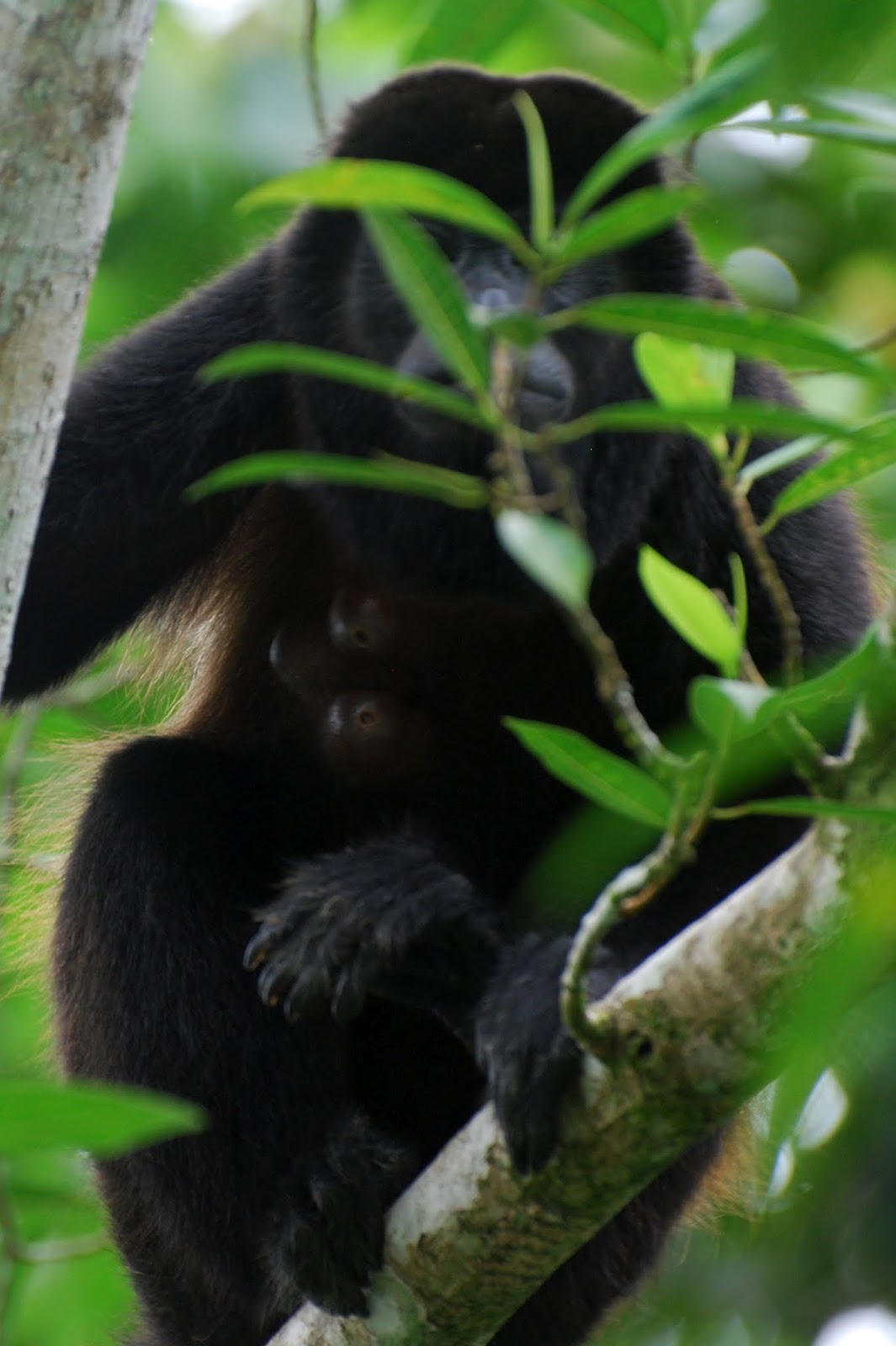 Riha in Costa Rica: Mantled Howler Monkeys