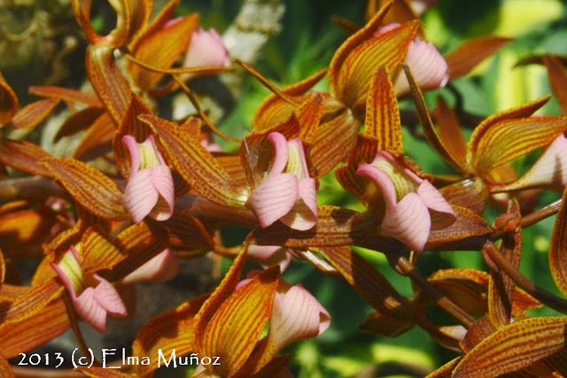 Mormodes wolterianum 2013 (c) Elma Muñoz