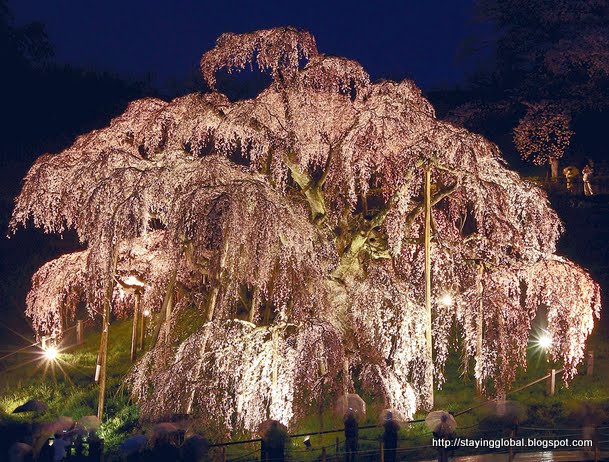 A Global Life: Miharu's Takizakura - Fukushima's pride