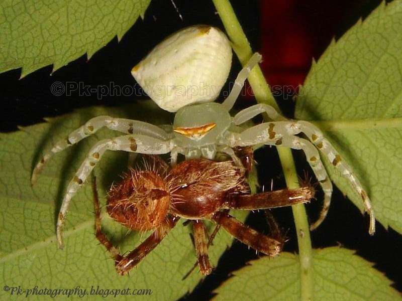 What Foods Do Wasps Eat What Foods Do Wasps Eat