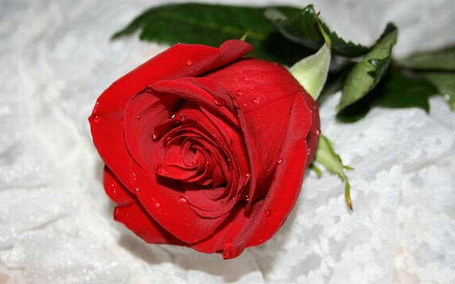 صور ورود رومانسية