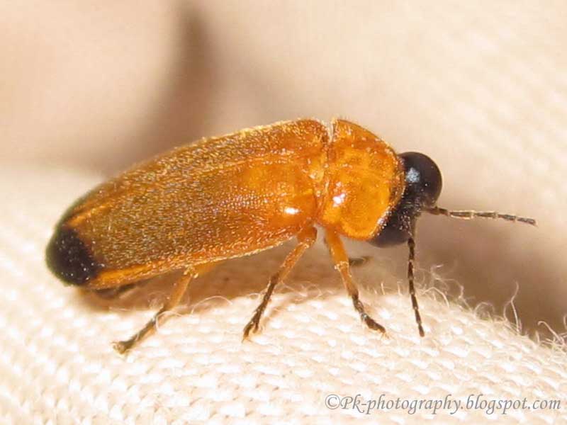 Lightning Bugs Nature, Cultural, and Travel Photography Blog