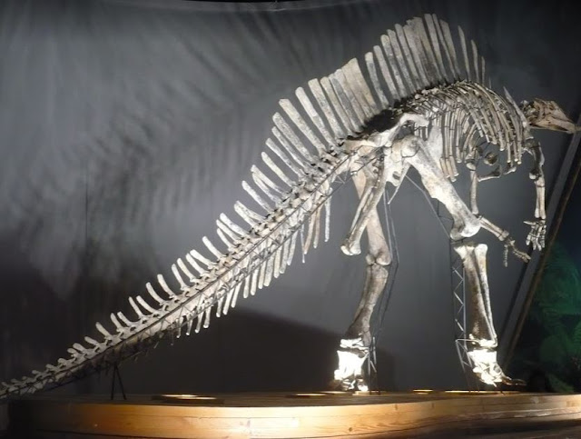 Ouranosaurus nigeriensis al museo di storia naturale di Venezia