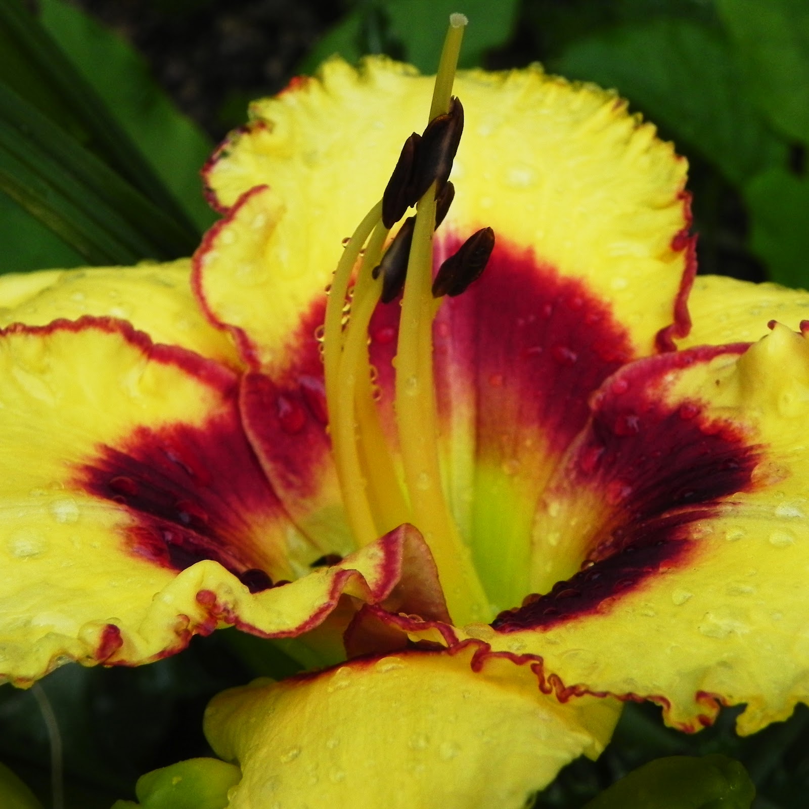 Power of the Flower Today in the Garden...Question Mark Butterfly...garlic flower salt