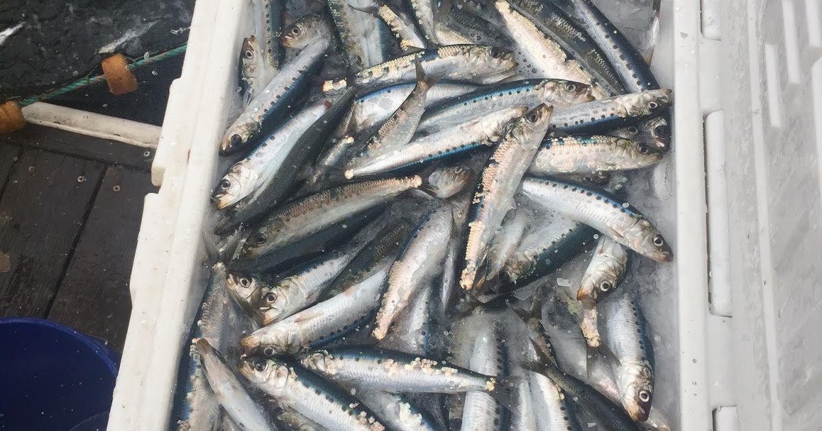 Outdoor Adventures 360° Fresh Bait