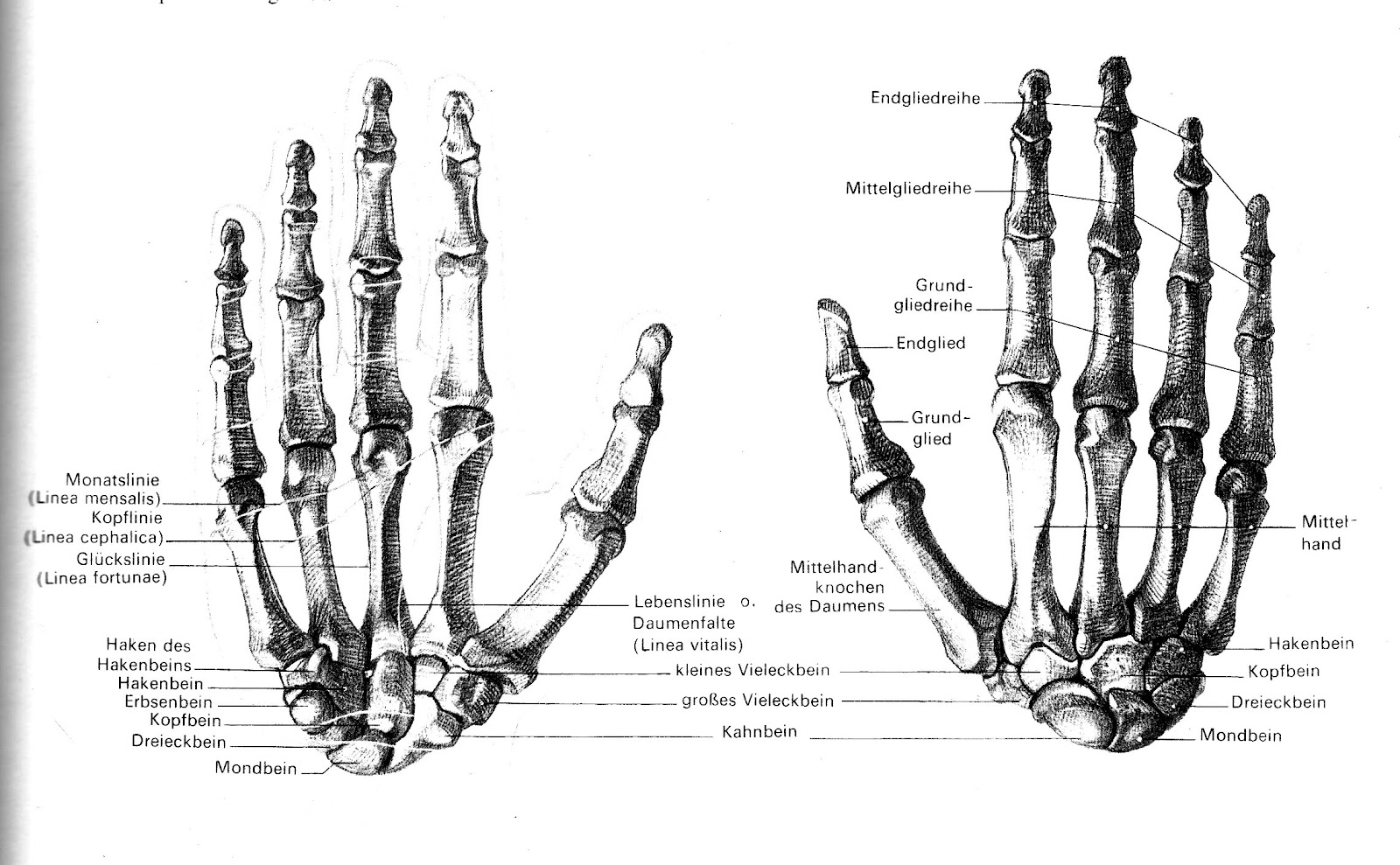 Скелет пальцев человека. Скелет кисти человека строение. Кости запястья анатомия человека. Кости фаланг кисти анатомия. Кости кисти вид сбоку.
